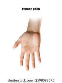 Human palm. Isolated vector illustration
