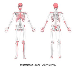 Human Palpable bones zones skeleton. Anterior posterior front back view. Vector illustration flat grey scale, red colour isolated board of anatomy diagnosing a disease, illness, physical examination