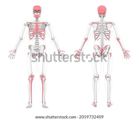 Human Palpable bones zones skeleton. Anterior posterior front back view. Vector illustration flat grey scale, red colour isolated board of anatomy diagnosing a disease, illness, physical examination