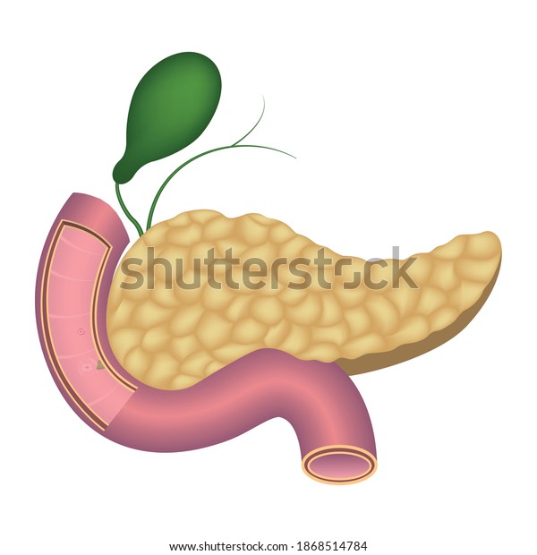 Human Pancreas Anatomy Duodenum Gallbladder Vector Stock Vector ...