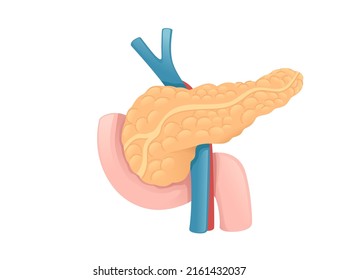Human Pancreas Cartoon Design Human Anatomy Organ Vector Illustration On White Background
