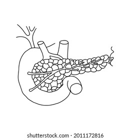 Human Pancreas Drawn By Lines On Stock Vector (Royalty Free) 2011172816 ...