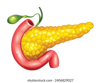 Humanes Pankreas mit Duodenum und Gallenblase-Organ. Anatomie des inneren Organs. Vektorgrafik einzeln auf weißem Hintergrund