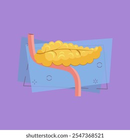 Human pancreas illustration. Human organ, body. Medicine concept. Vector illustration can be used for hospital, laboratory, medical colleges and universities, anatomy studying