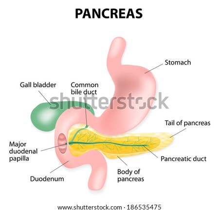 Human Pancreas Lymphatics Stomach Stock Vector (Royalty Free) 186535475