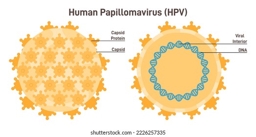 Human papillomavirus. Enlarged HPV schematic structure. Sexually transmitted disease. Vector illustration.