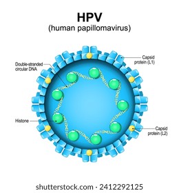 Human papillomavirus. HPV structure. Close-up of a virion. Magnified of virus particle. Vector diagram