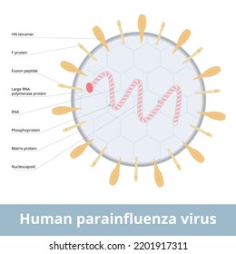 Human parainfluenza virus. Viruses that cause human parainfluenza. Group of four distinct single-stranded RNA viruses associated with both human and veterinary disease.