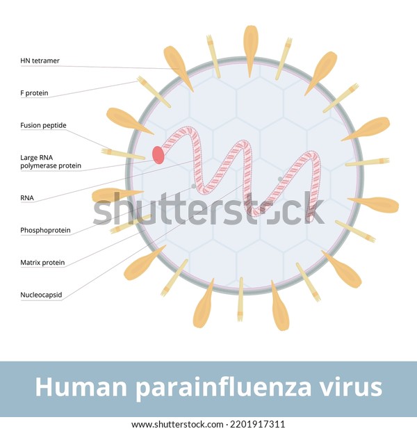 Human parainfluenza virus.\
Viruses that cause human parainfluenza. Group of four distinct\
single-stranded RNA viruses associated with both human and\
veterinary disease.
