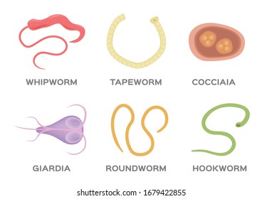 Giardiasis worms. Welcome to mit esznek a parazitákból