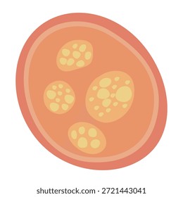 Parásitos humanos Coccidia Ilustración. Ilustración vectorial de parásitos intestinales humanos