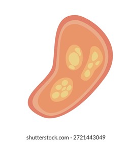 Parásitos humanos Coccidia Ilustración. Ilustración vectorial de parásitos intestinales humanos