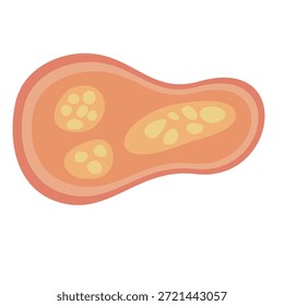 Parásitos humanos Coccidia Ilustración. Ilustración vectorial de parásitos intestinales humanos