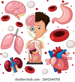Human parts anatomy objects illustration