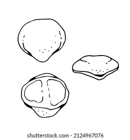 Human patellar bone, vector hand drawn illustration isolated on a white background, orthopedics medicine anatomy sketch