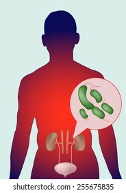 Human patients with bacterial kidney Vector.