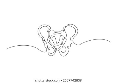 Human pelvic bone in continuous one line drawing. Anatomical structure. Editable vector.