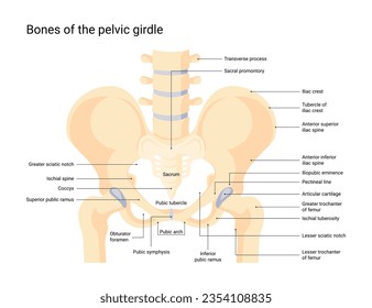 https://image.shutterstock.com/image-vector/human-pelvic-bone-system-vector-260nw-2354108835.jpg