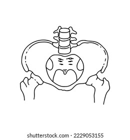 Human pelvic bones, drawn by lines on white background. Vector Stock illustration.