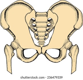 Human Pelvis Stock Vector (Royalty Free) 236479339 | Shutterstock