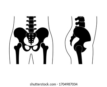 Human pelvis anatomy. Main pelvis bones - sacrum, ilium, coccyx, femur. Front and side view. Vector illustration isolated on white background. skeleton silhouette. Medical, educational banner
