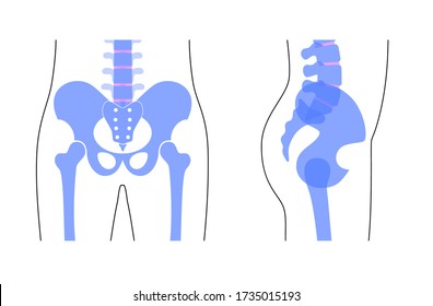 Human pelvis anatomy. Main pelvis bones - sacrum, ilium, coccyx, femur. Front and side view. Vector illustration isolated on white background. skeleton silhouette. Medical, educational banner.