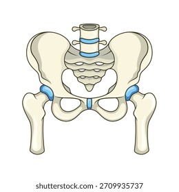 Huesos de la pelvis humana de dibujos animados aislados sobre fondo blanco.