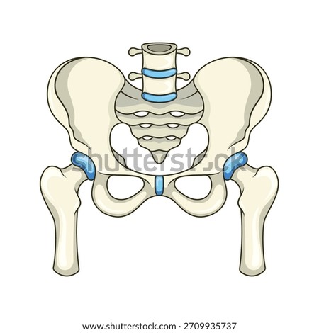 Human pelvis bones cartoon isolated on white bacgkround.