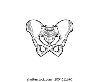 Human pelvis bones vector sketch body anatomy icon. Isolated symbol of renal pelvis or spine part of skeleton structure for anatomical or medical surgery design. Vector illustration. 