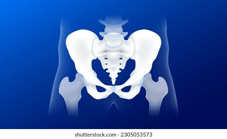 Human pelvis or hip bone healthy and joint cartilage. Anatomical skeleton isolated on blue background. Realistic 3d vector illustration. Health care, Medical X ray film concept.