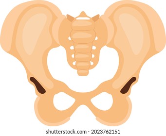Human Pelvis and Hip Bone Joint Concept, acetabulum Vector color Icon Design, Organ System Symbol, Human Anatomy Sign, Human Body Parts Stock illustration