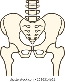 Human pelvis and hip joint front view