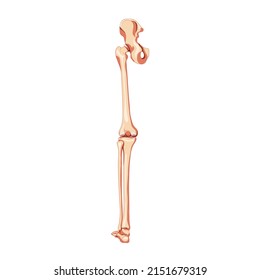Human Pelvis with leg Skeleton back view with hip bone, thighs, foot, femur, patella, knee, fibula. Anatomically correct 3D realistic flat natural color concept Vector illustration of anatomy isolated