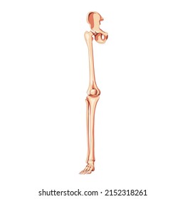 Human Pelvis with leg Skeleton front view with hip bone, thighs, foot, femur. Anatomically correct 3D realistic flat natural color concept Vector illustration of anatomy isolated on white background