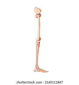 Human Pelvis With Legs Skeleton Side View With Hip Bone, Thighs, Foot, Femur, Patella, Knee, Fibula. Anatomically Correct 3D Realistic Flat Concept Vector Illustration Isolated On White Background