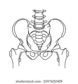 Human pelvis and lower spine, showing anatomical details of the skeletal structure Dyne art vector illustration. A medical illustration useful for education and healthcare concepts. Logo emblem print