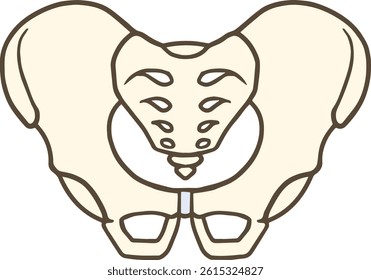 Human pelvis seen from the front