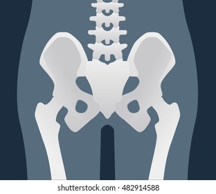 pelvis humano, ilustración vectorial