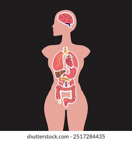 Sistema de órganos internos de anatomía de personas humanas esquema de póster de Anuncio. Concepto de educación en medicina. Ilustración de Diseño gráfico aislado de dibujos animados planos de Vector