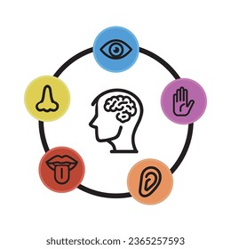 Human perception infographic layout. Five senses vision, smell, hearing, touch, taste, represented by organs, surrounding brain. Line icon set, vector illustration.