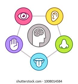 Human perception infographic scheme. Five senses (sight, smell, hearing, touch, taste) as represented by organs, surrounding brain. Line icon set, vector illustration.