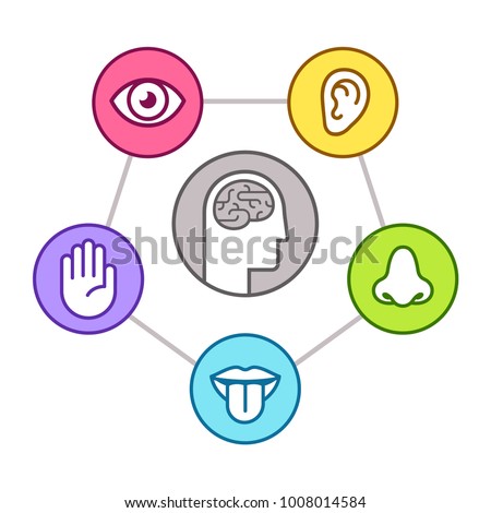 Human perception infographic scheme. Five senses (sight, smell, hearing, touch, taste) as represented by organs, surrounding brain. Line icon set, vector illustration.