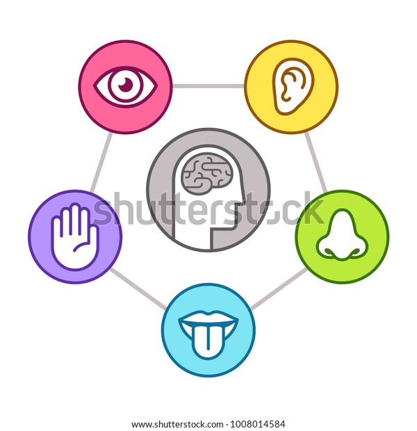 Human perception\
infographic scheme. Five senses (sight, smell, hearing, touch,\
taste) as represented by organs, surrounding brain. Line icon set,\
vector illustration.