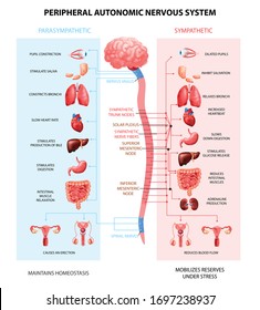 Human peripheral autonomic nervous system with sympathetic spinal cord neurons signal communication realistic colorful scheme vector illustration 