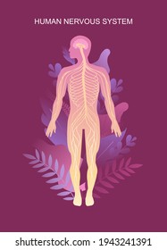 human peripheral nervous system, brain, spinal nerve endings vector illustration educational vertical poster male silhouette, human body in tropical leaves human internal microflora