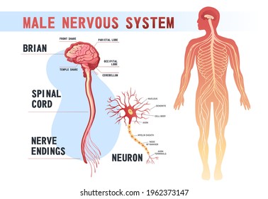 human peripheral nervous system, brain, spinal nerve endings vector illustration educational banner on white background