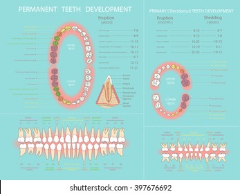 Human permanent and primary teeth development.  Dental infographic.. All objects are conveniently grouped  and are easily editable.