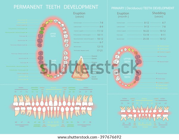 Human permanent and primary teeth development. \
Dental infographic.. All objects are conveniently grouped  and are\
easily editable.