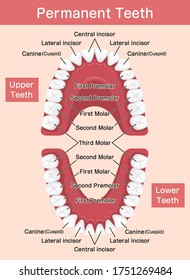 Human Permanent Teeth Chart Vector Illustration