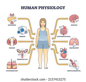 Human physiology as body functions and organ health study outline diagram. Labeled educational scheme with medical physical inner parts vector illustration. Endocrine, immune and reproductive system.